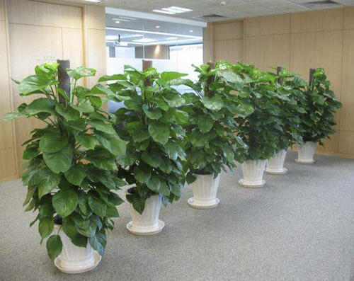 室內(nèi)租擺綠植的好處有哪些