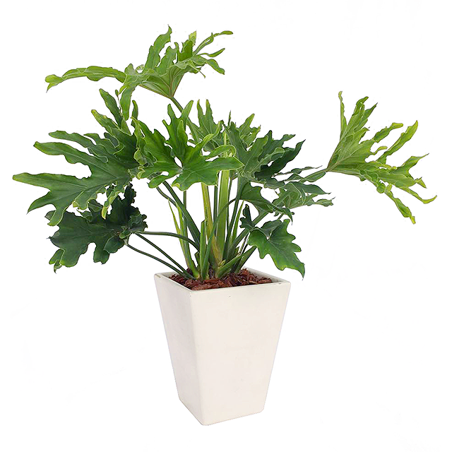 商場綠色植物，打造愜意購物環(huán)境